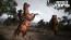 Red Dead Redemption (rabljena) Sony PlayStation 3 (PS3)_7